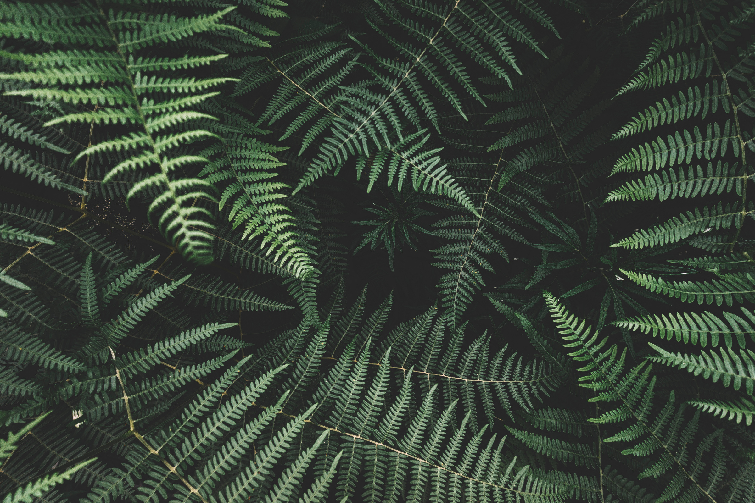 Green Fern Leaves